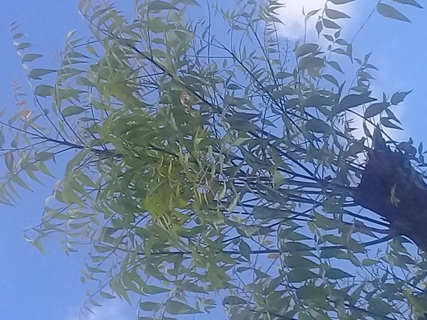 Identificação da planta Neem por foto