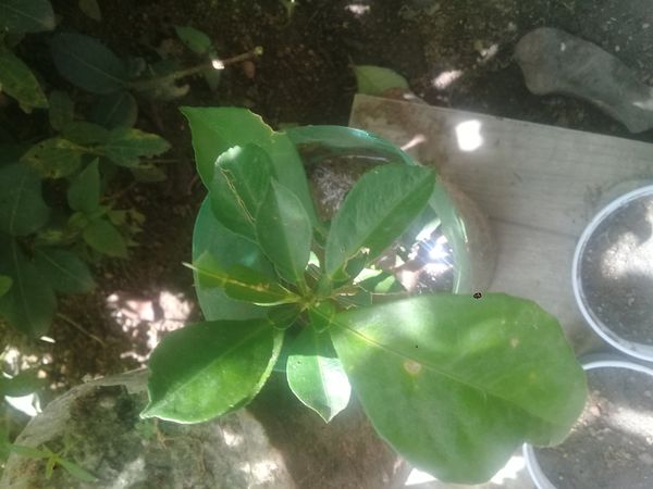 Identificação da planta Batata-de-purga por foto