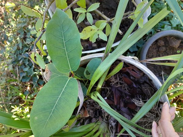 Identificação da planta Figueira por foto