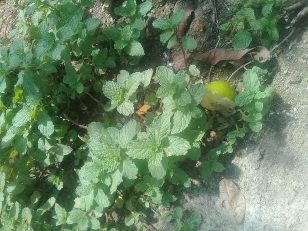 Identificação da planta Hortelã por foto