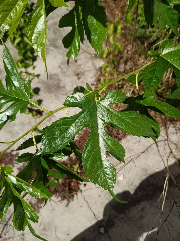 Identificação da planta Amoreira-branca por foto