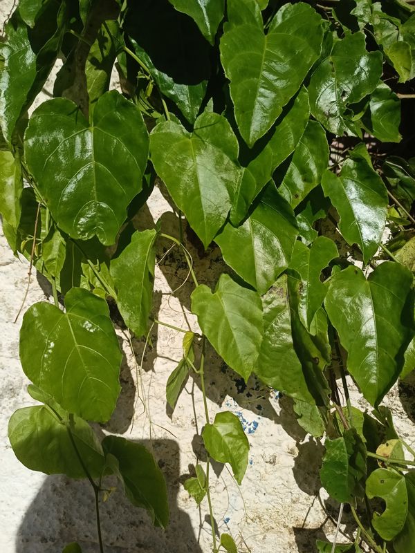 Identificação da planta Insulina por foto