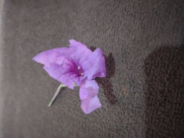 Identificação da planta Pega-pinto por foto