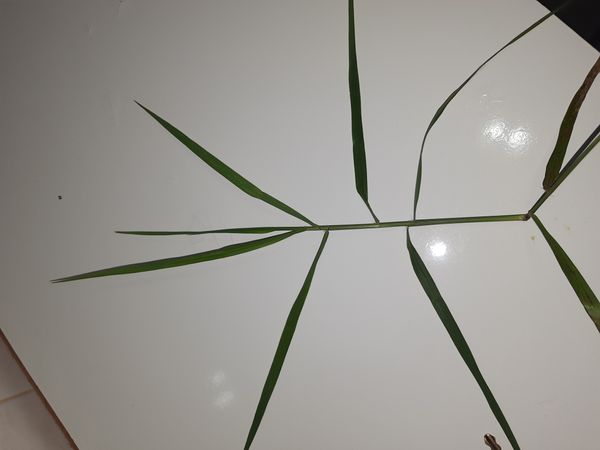 Identificação da planta Capim-arroz por foto