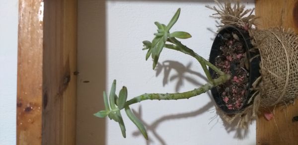 Identificação da planta Estrelada por foto