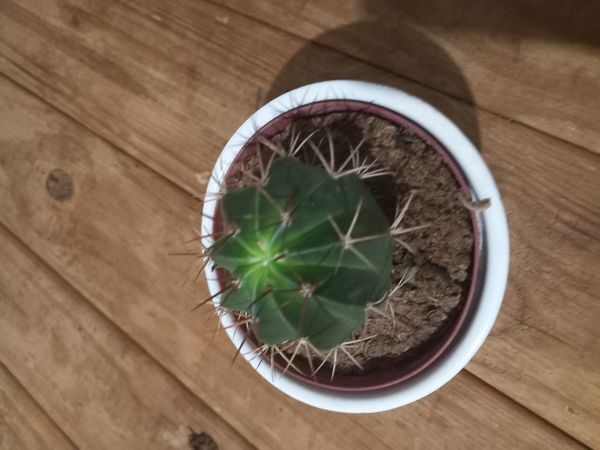 Identificação da planta Corôa-de-frade por foto