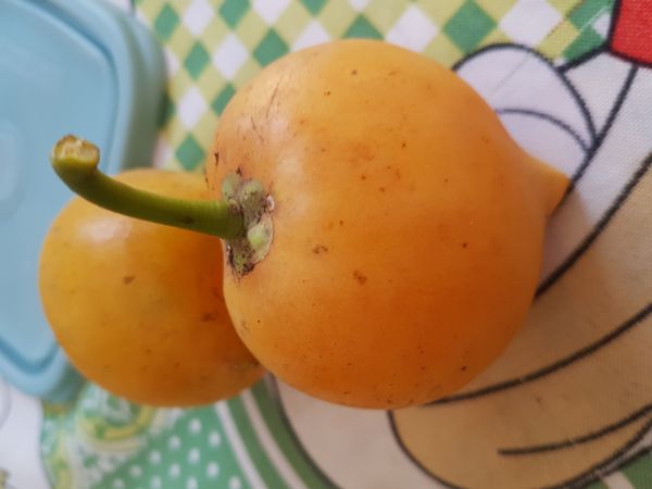 Identificação da planta Abiu-caramelo por foto