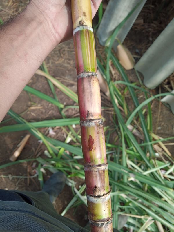 Identificação da planta Cana-de-açúcar por foto