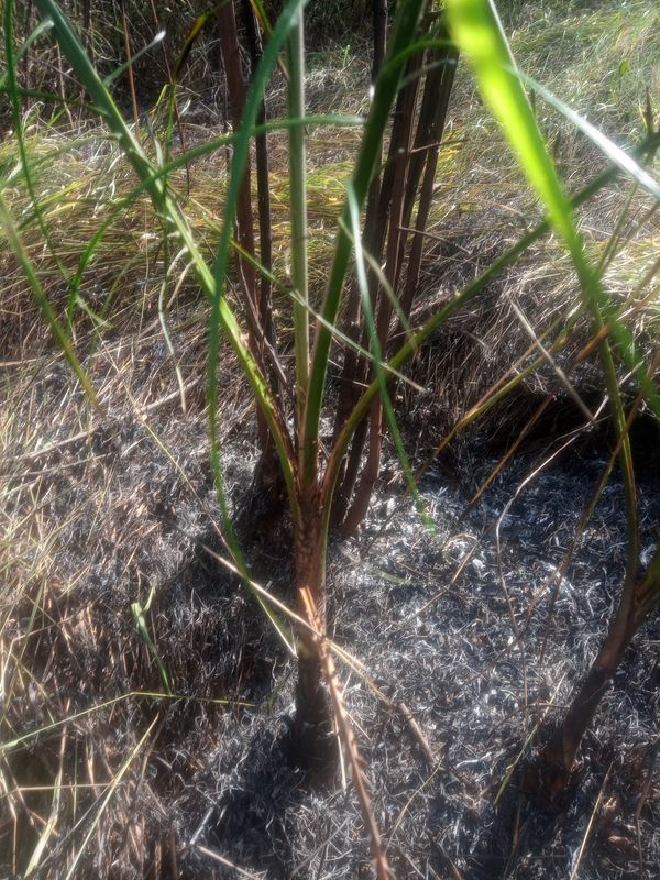 Identificação da planta Taboa por foto