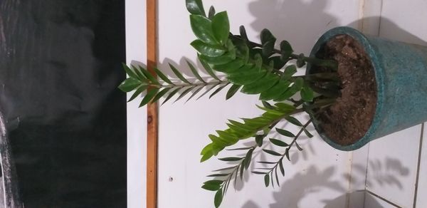 Identificação da planta Zamioculcas por foto