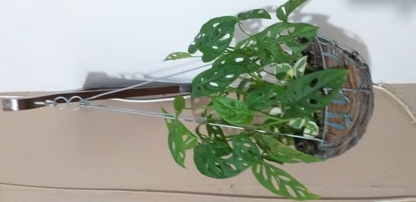 Identificação da planta Costela de eva por foto