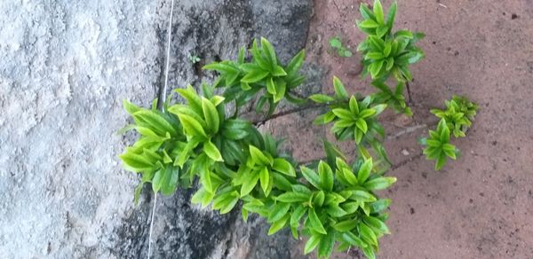 Identificação da planta Carvalho colombiano por foto