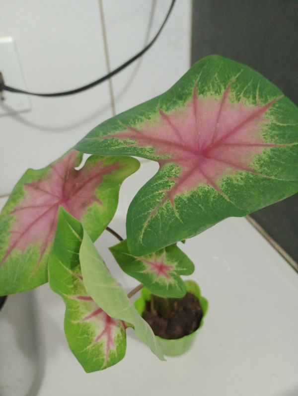 Identificação da planta Tinhorão por foto