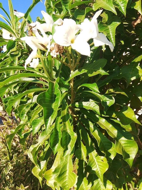 Identificação da planta Dois Amores por foto
