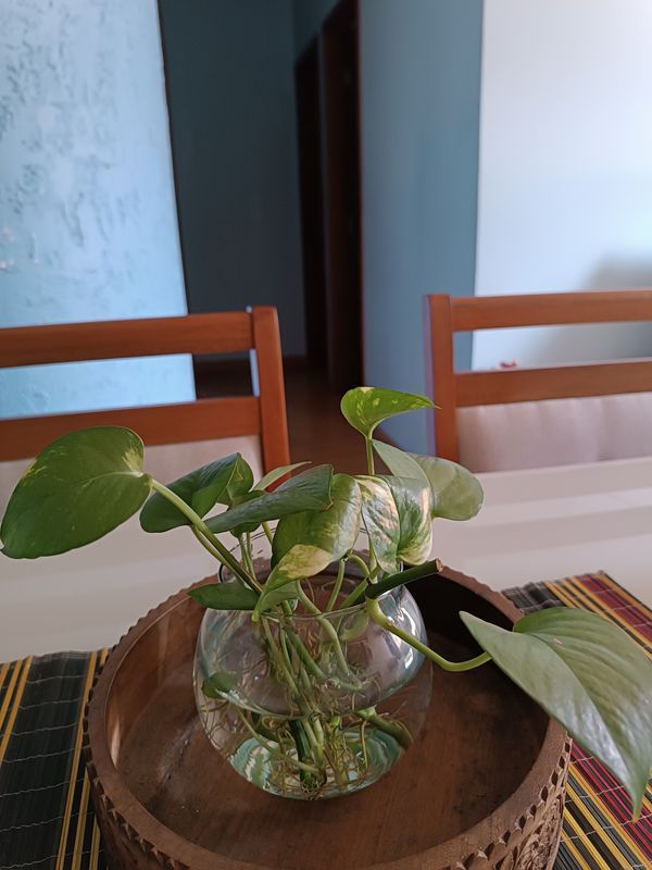 Identificação da planta Jiboia por foto