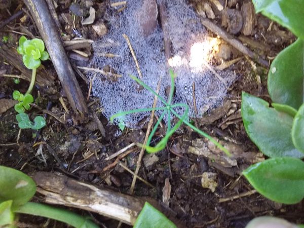 Identificação da planta Pinho-de-óvulos-grandes por foto