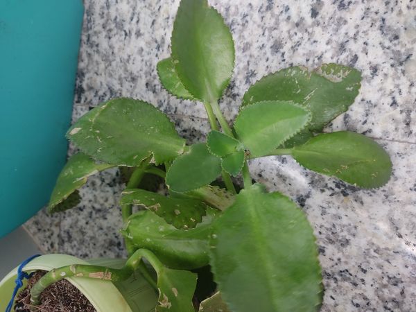 Identificação da planta Calanchoê por foto