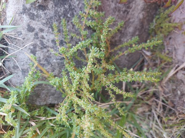 Identificação da planta Cabelo-de-anjo por foto
