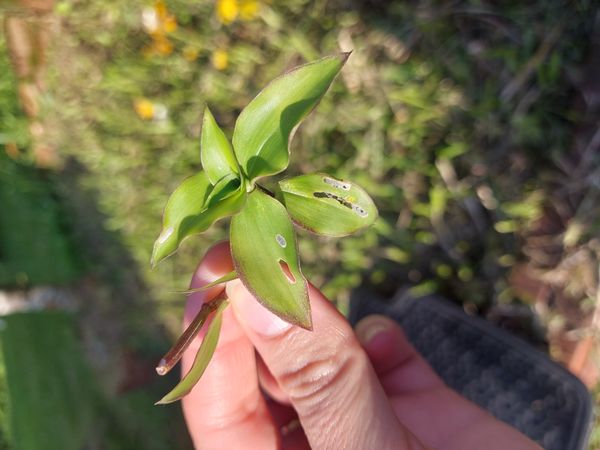 Identificação da planta Capim-cabelo por foto
