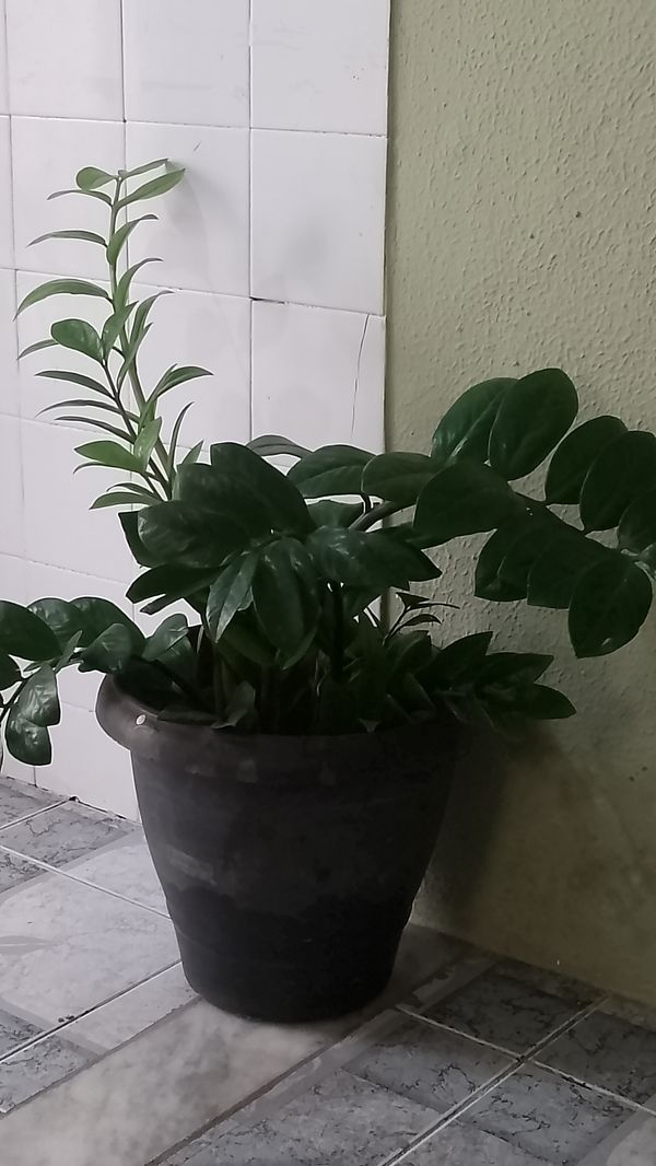 Identificação da planta Zamioculcas por foto