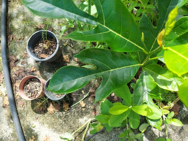 Identificação da planta Jaca por foto