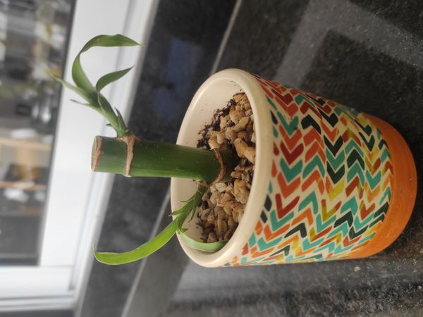 Identificação da planta Bambu da Sorte por foto