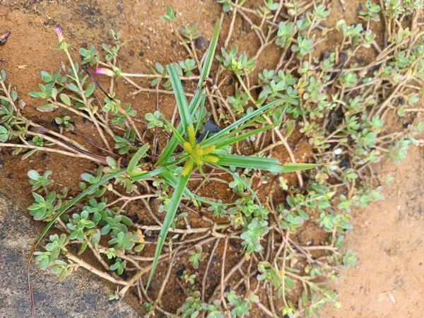Identificação da planta Tiririca por foto