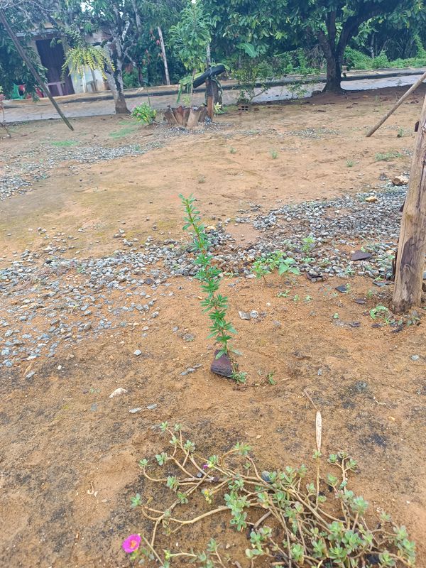 Identificação da planta Pimenteira-de-jardim por foto