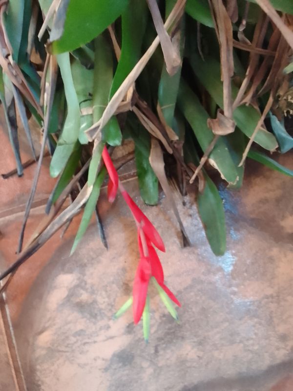 Identificação da planta Gravatá por foto