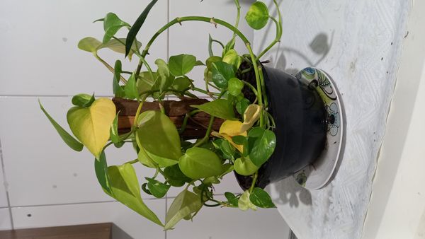 Identificação da planta Jiboia por foto