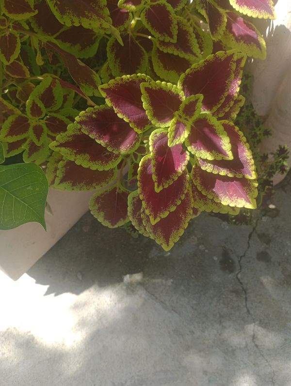 Identificação da planta Coração-magoado por foto