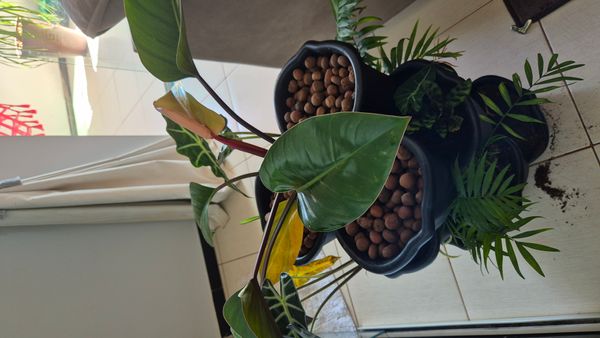 Identificação da planta Alocásia por foto