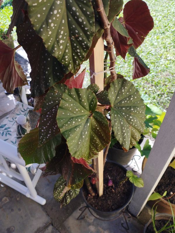 Identificação da planta Begônia maculata por foto