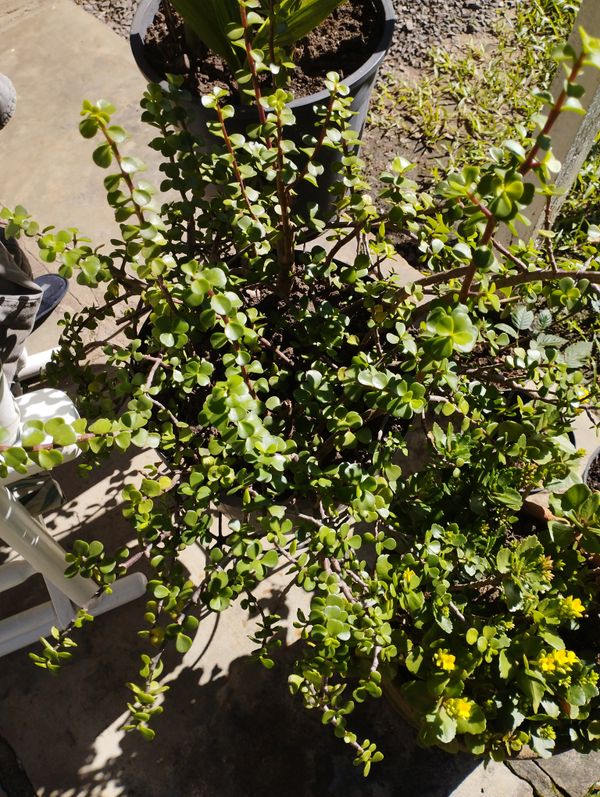 Identificação da planta Jade três cores por foto