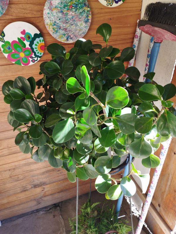 Identificação da planta Peperomia limão por foto