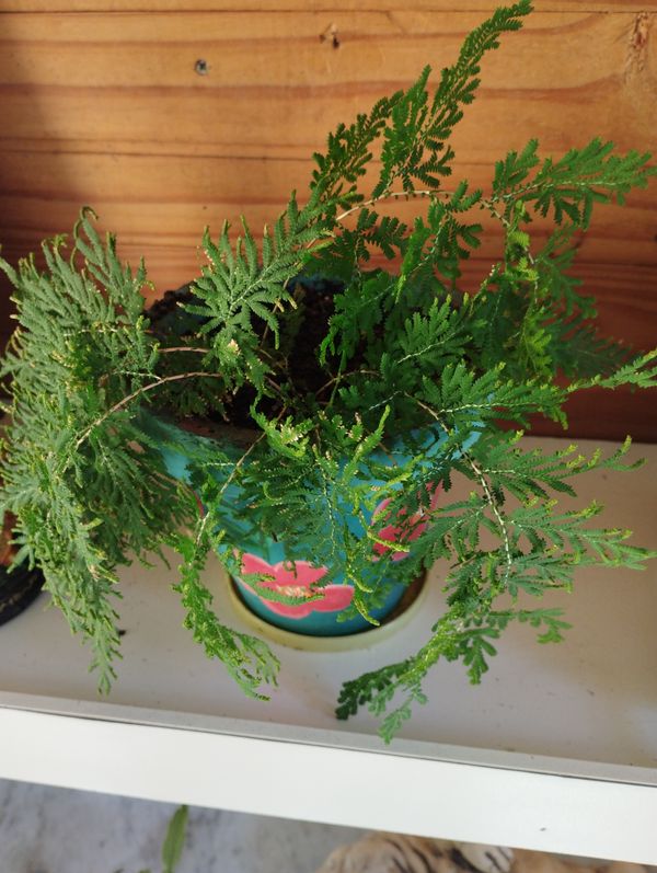 Identificação da planta Samambaia-azul por foto