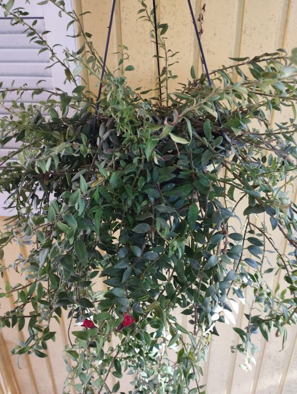 Identificação da planta Língua-de-gato por foto