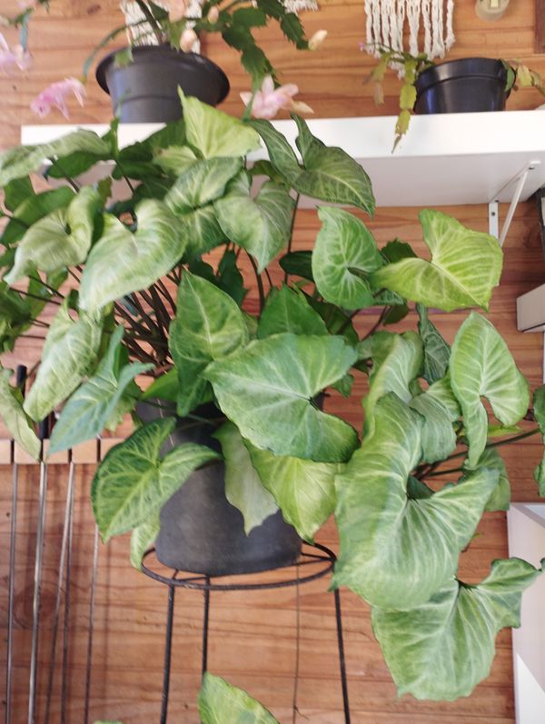 Identificação da planta Singônio por foto