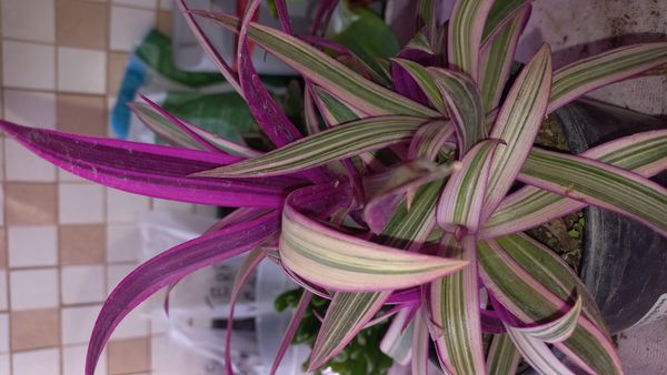 Identificação da planta Abacaxi-roxo por foto