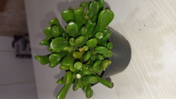 Identificação da planta Dedinho de moça por foto