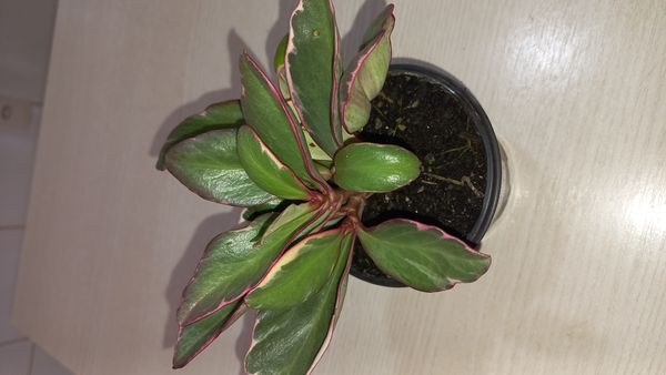 Identificação da planta Peperômia-jade por foto