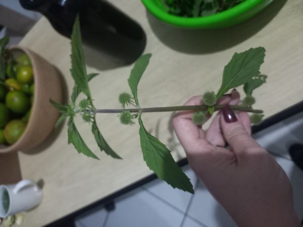 Identificação da planta Canudinho por foto