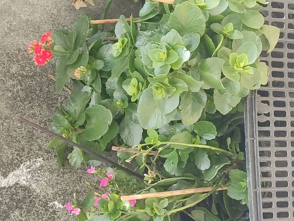 Identificação da planta Flor da fortuna por foto