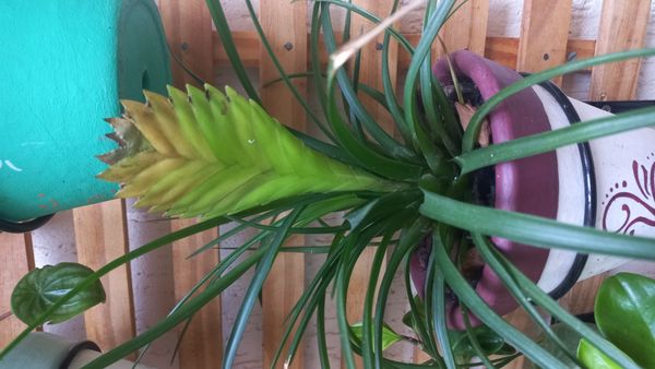 Identificação da planta Tillandsia por foto
