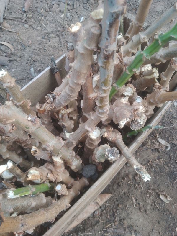 Identificação da planta Mandioca por foto