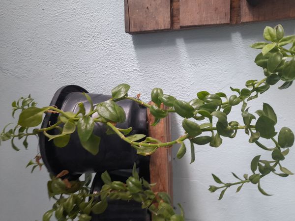 Identificação da planta Lambari por foto