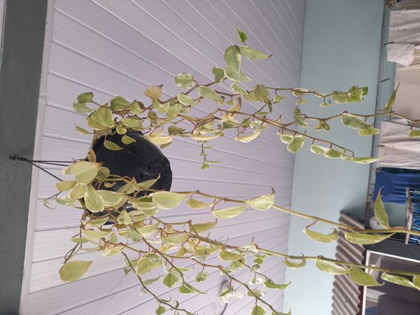 Identificação da planta Oriri por foto