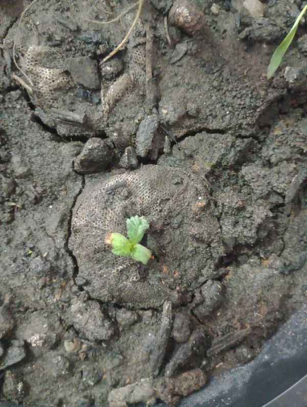 Identificação da planta Erva-de-jabuti por foto