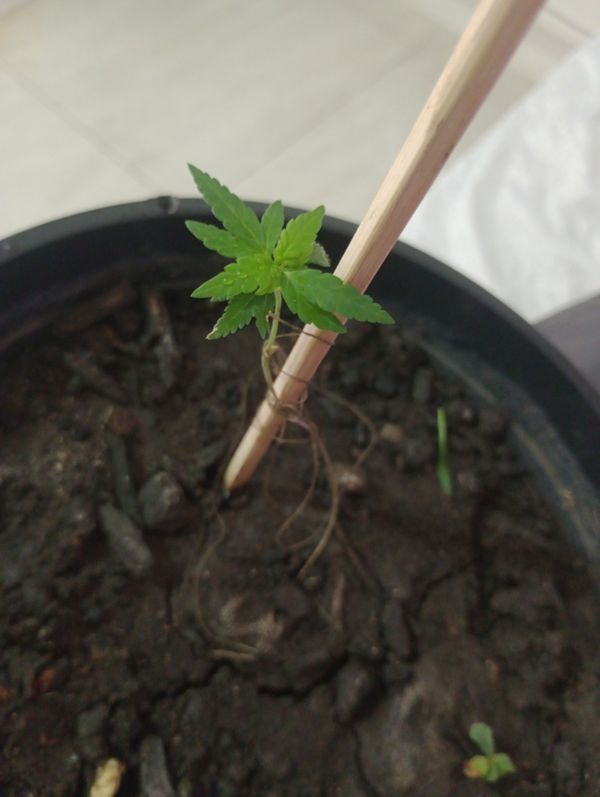 Identificação da planta Maconha por foto