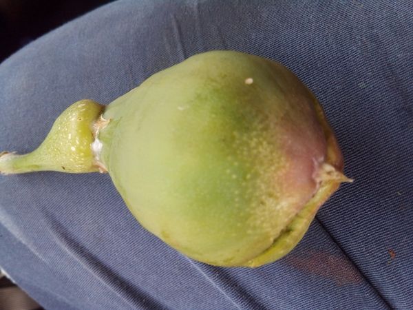 Identificação da planta Samambaia-de-jardim por foto